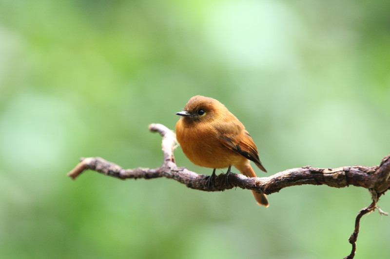 mountain sucker bird