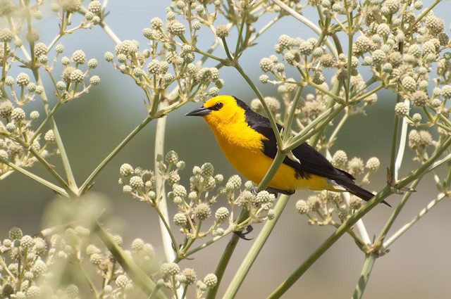 Brazilian Beauty: The Threatened Atlantic Forest