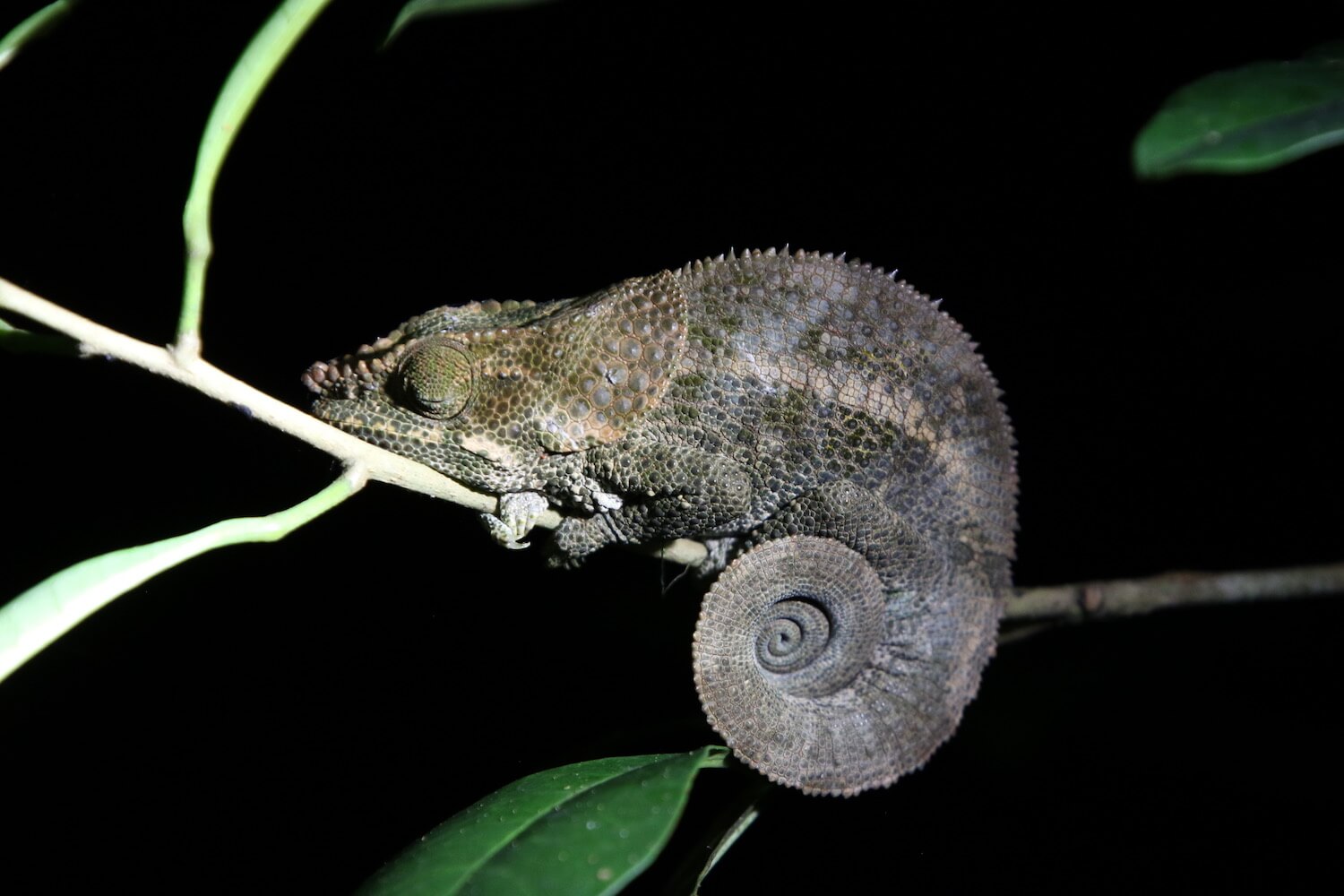 Madagascar And Indian Ocean Islands Species Cepf