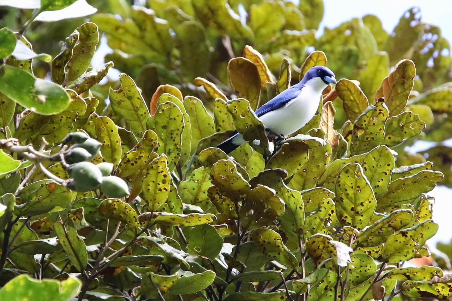 indian ocean animals and plants