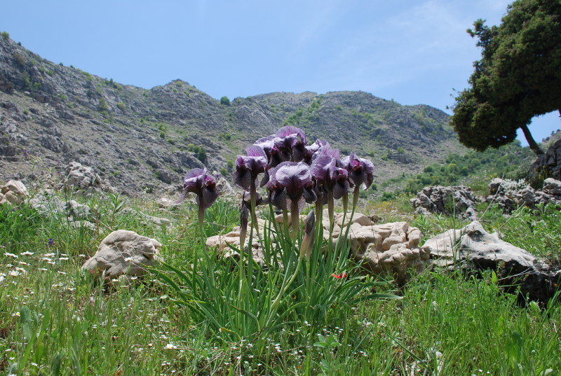 mediterranean basin