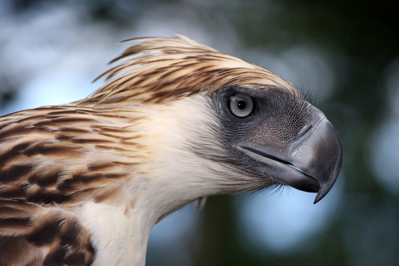 Top 10 Endangered Animals In The Philippines With Names And Pictures