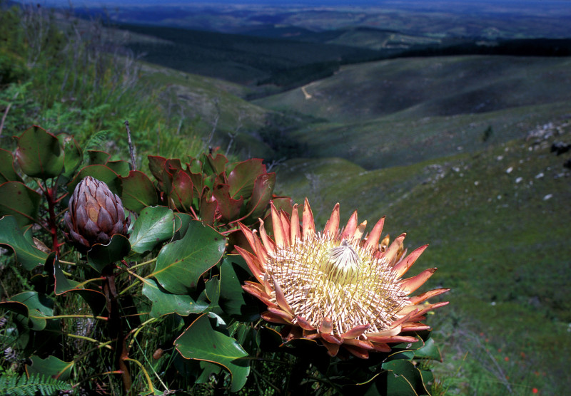 cape floral region protected areas