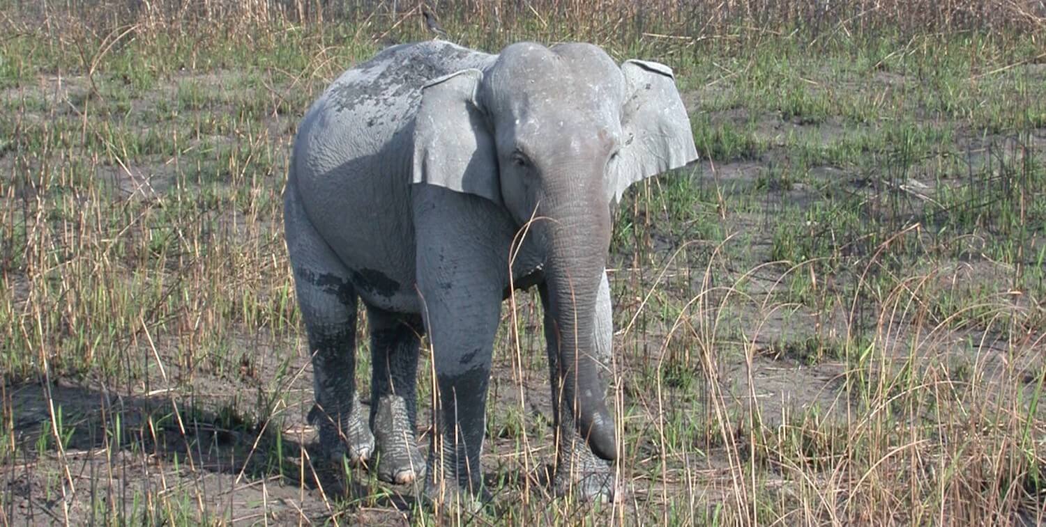 Securing and Increasing Asian Elephant Populations in Laos through the