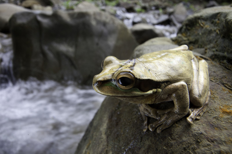 Tumbes-Chocó-Magdalena-種| CEPF