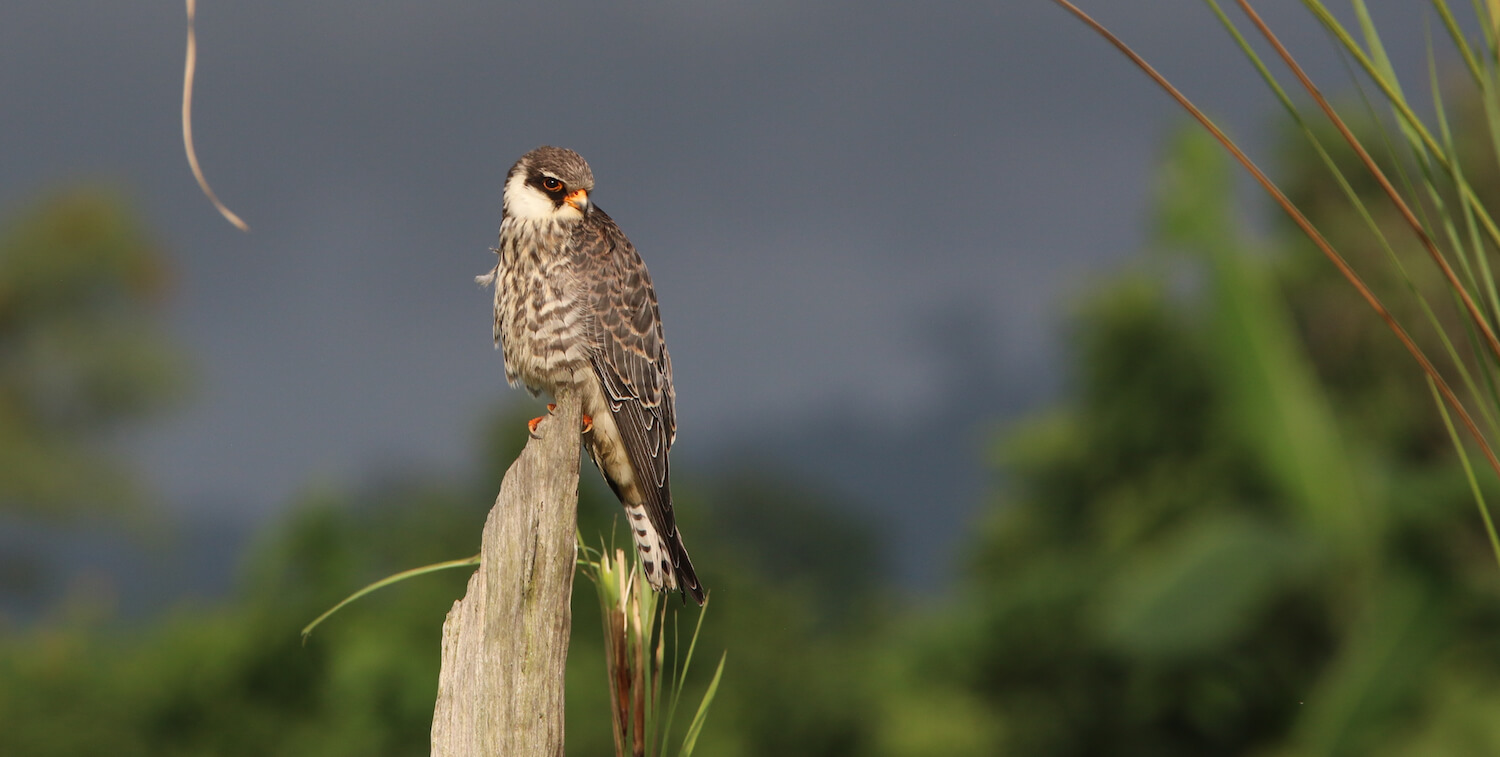 Celebrating Biodiversity Amur Falcon Cepf