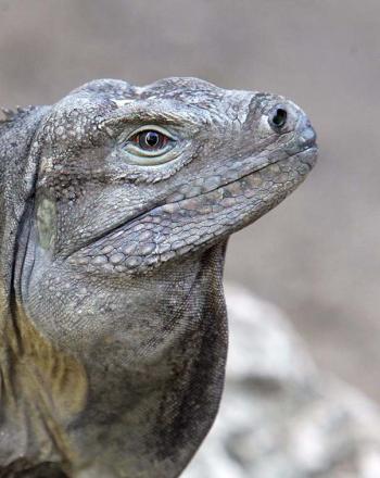 Close-up of iguana.